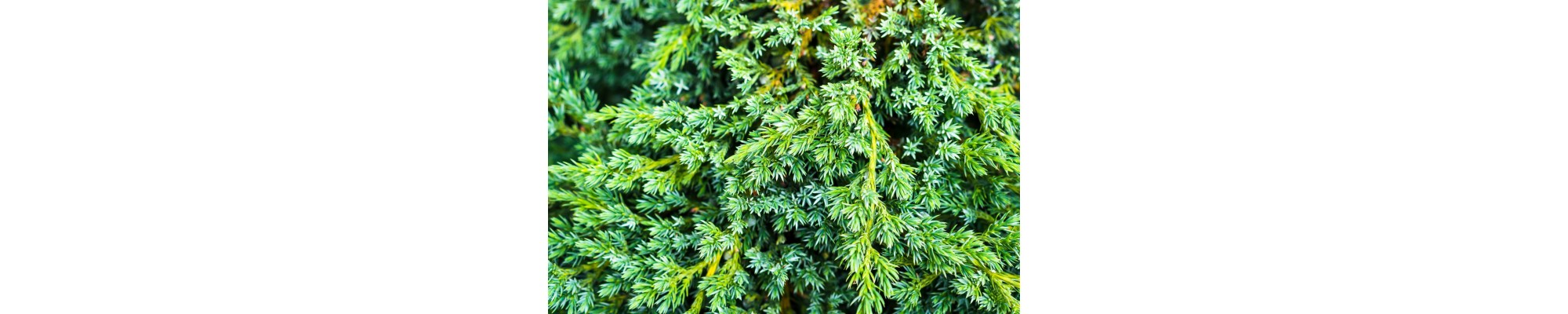 Jałowiec (Juniperus)