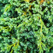 Jałowiec (Juniperus)