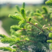 Świerk (Picea)