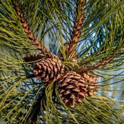 Sosna (Pinus)
