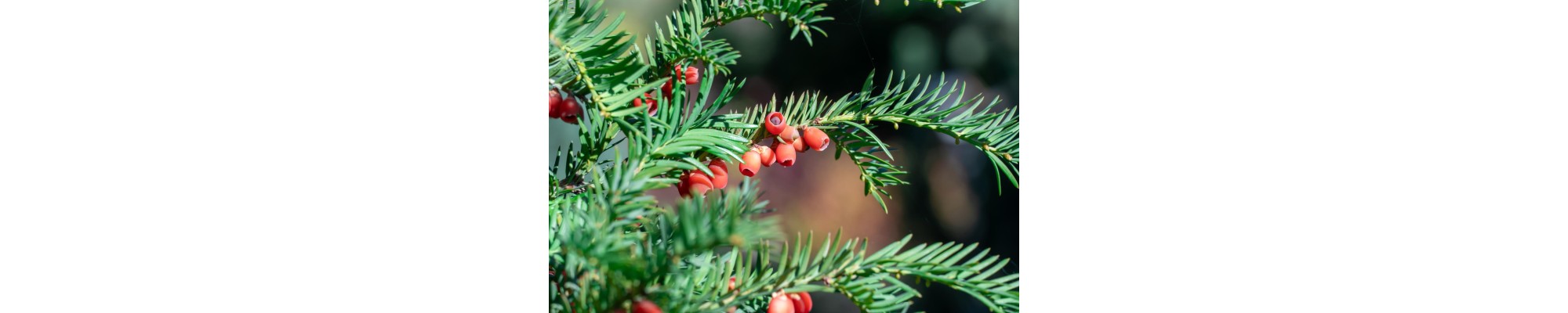 Cis (Taxus)