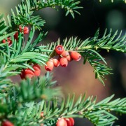 Cis (Taxus)