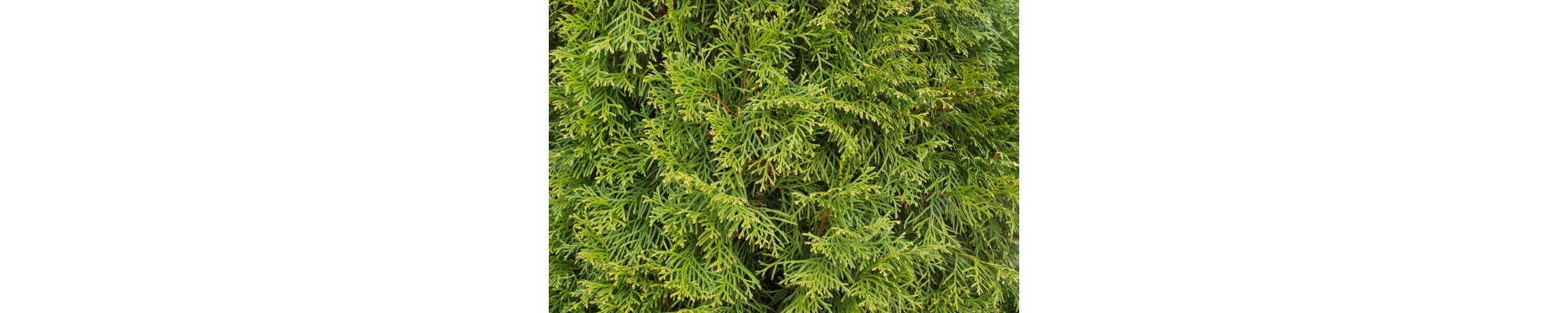 Żywotnik (Thuja)