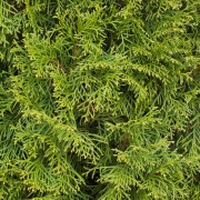 Żywotnik (Thuja)