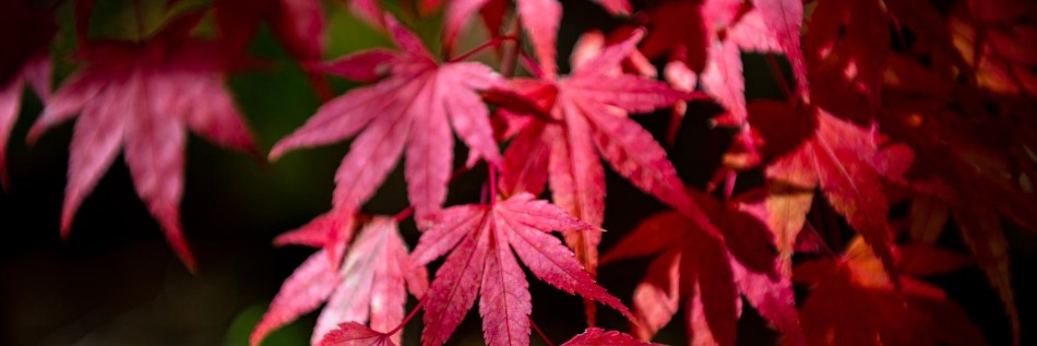 Klon palmowy (Acer palmatum)