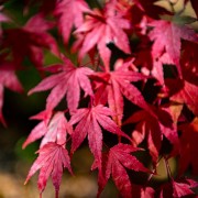 Klon palmowy (Acer palmatum)