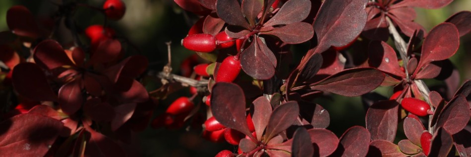 Berberys (Berberis)