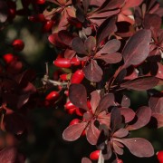 Berberys (Berberis)