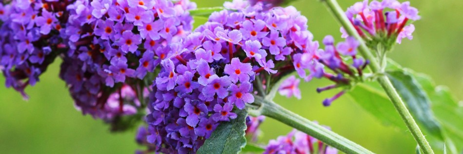 Budleja (Buddleja)