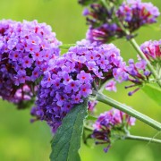 Budleja (Buddleja)