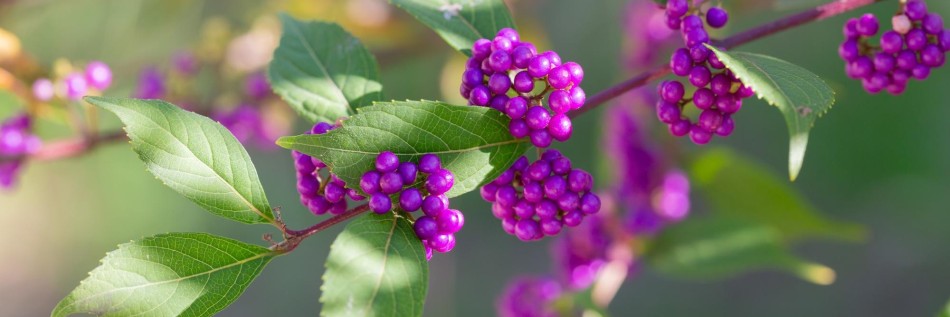 Pięknotka (Callicarpa)