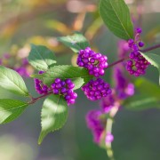 Pięknotka (Callicarpa)