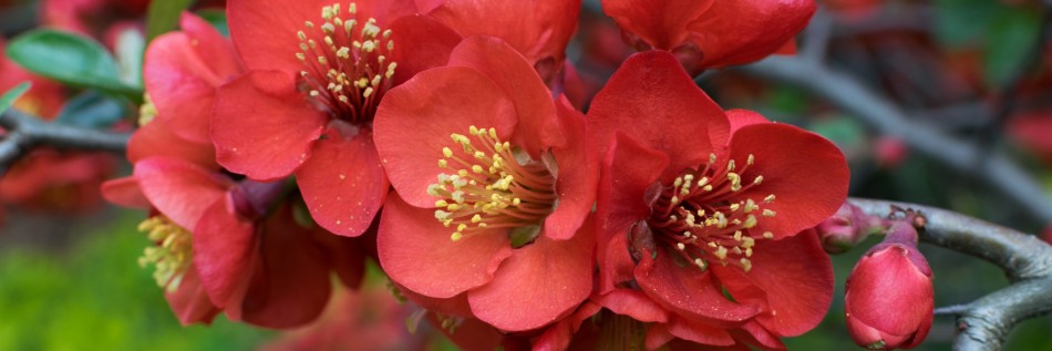 Pigwowiec (Chaenomeles)