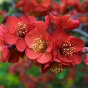 Pigwowiec (Chaenomeles)