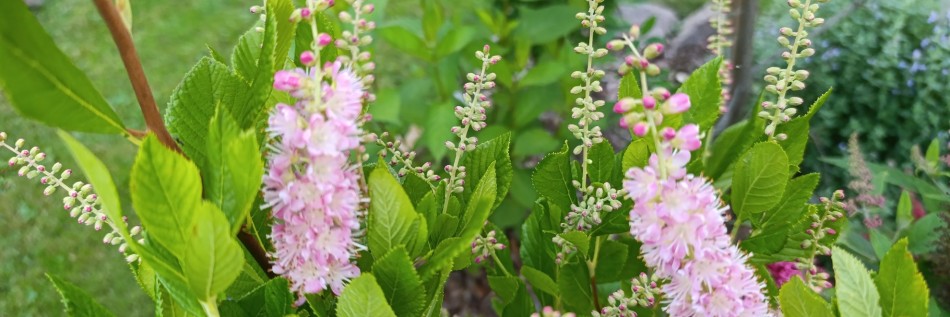 Orszelina olcholistna (Clethra alnifolia)