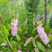 Orszelina olcholistna (Clethra alnifolia)