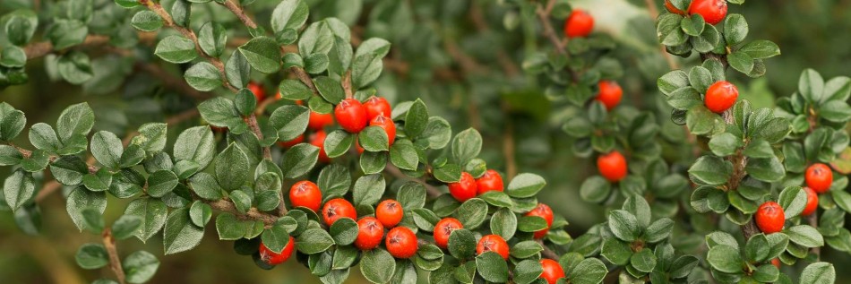 Irga (Cotoneaster)
