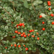 Irga (Cotoneaster)
