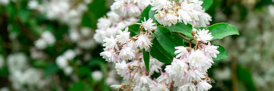 Żylistek (Deutzia)