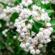 Żylistek (Deutzia)