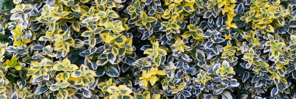 Trzmielina (Euonymus)