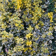 Trzmielina (Euonymus)