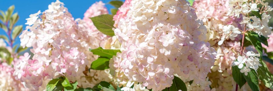 Hortensja (Hydrangea)