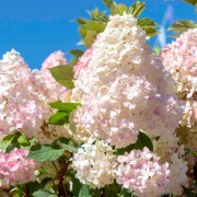 Hortensja (Hydrangea)