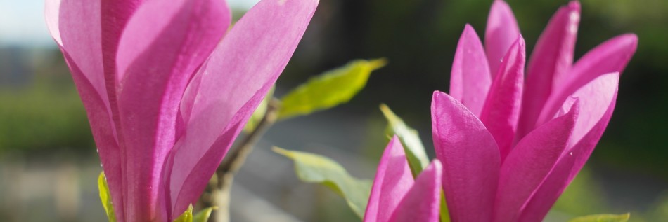 Magnolia (Magnolia)