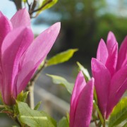 Magnolia (Magnolia)