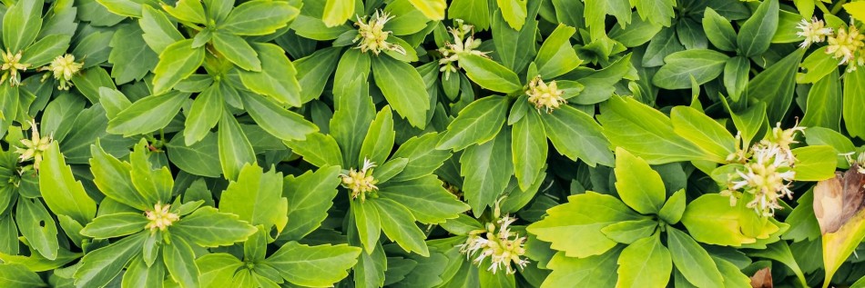 Runianka japońska (Pachysandra terminalis)