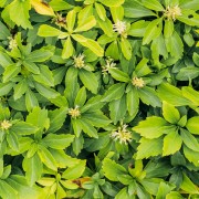 Runianka japońska (Pachysandra terminalis)