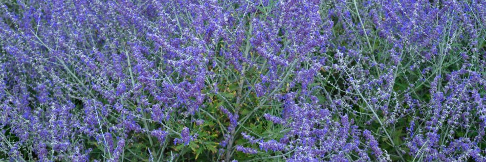 Perowskia łobodolistna (Perovskia atriplicifolia)