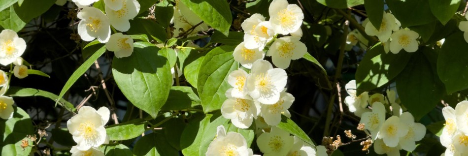 Jaśminowiec (Philadelphus)
