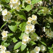 Jaśminowiec (Philadelphus)