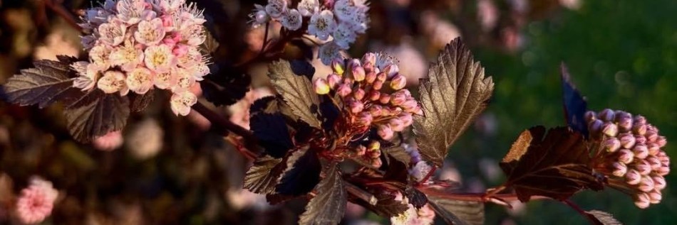 Pęcherznica kalinolistna (Physocarpus opulifolius)