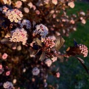 Pęcherznica kalinolistna (Physocarpus opulifolius)