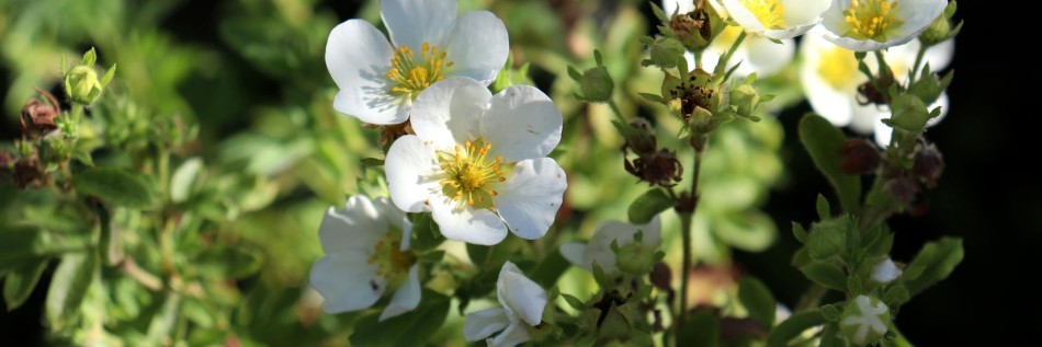 Pięciornik krzewiasty (Potentilla fruticosa)