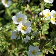 Pięciornik krzewiasty (Potentilla fruticosa)