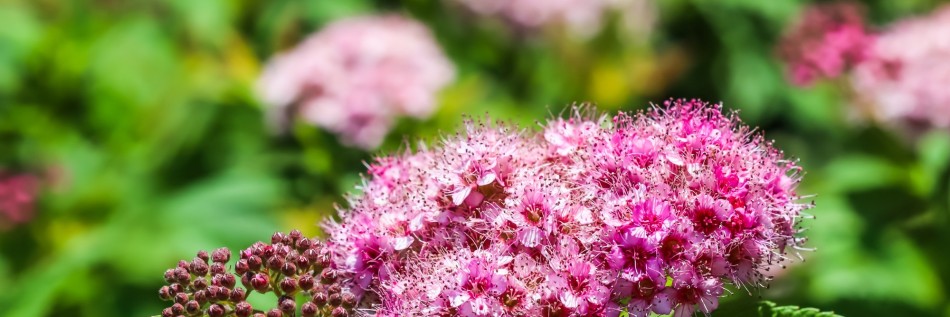 Tawuła (Spiraea)