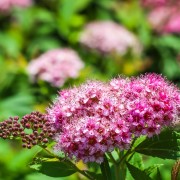Tawuła (Spiraea)