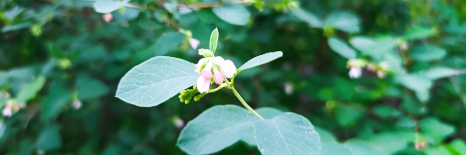 Śnieguliczka (Symphoricarpos)