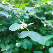 Śnieguliczka (Symphoricarpos)