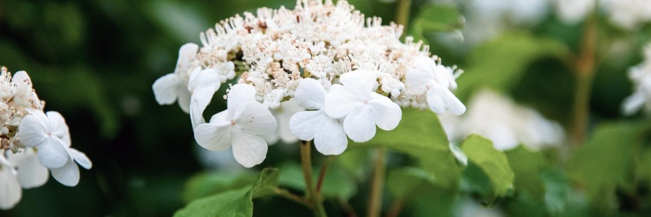 Kalina (Viburnum )