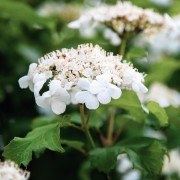Kalina (Viburnum )