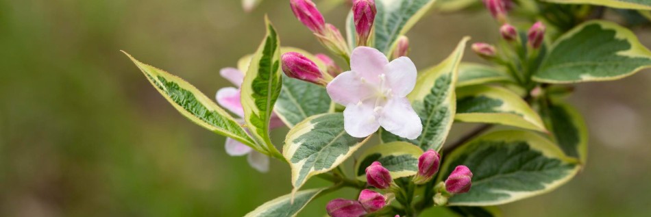 Krzewuszka (Weigela)