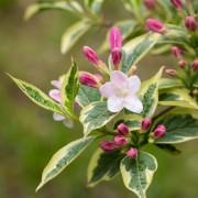 Krzewuszka (Weigela)