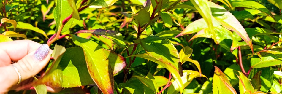 Kiścień wawrzynowy (Leucothoe fontanesiana)