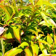 Kiścień wawrzynowy (Leucothoe fontanesiana)
