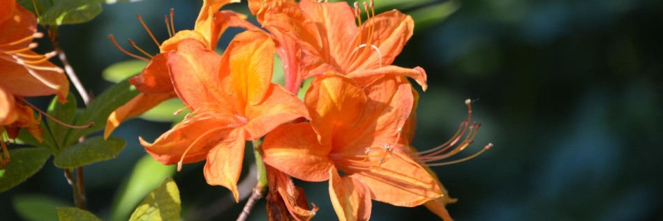 Azalia (Rhododendron)